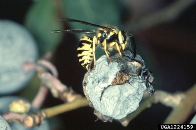 A yellow jacket on a plant stem by Jerry A. Payne, USDA Agricultural Research Service, Bugwood.org