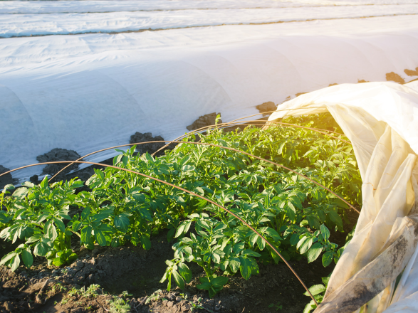 Row covers placed over the crop to provide frost protection 
