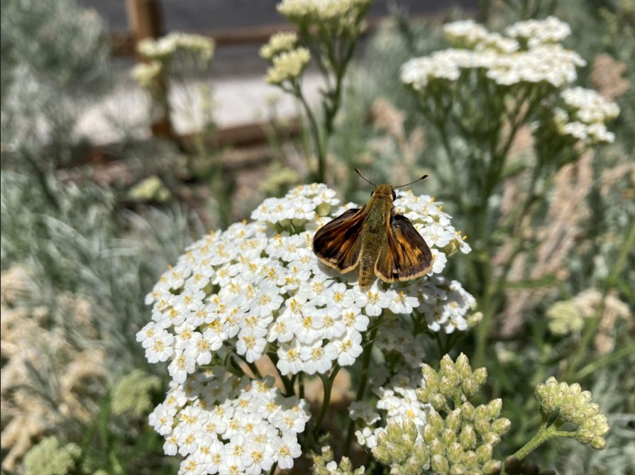 Una pequeña polilla trabaja polinizando una flor.