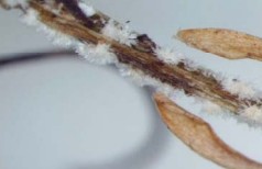 Boxwood Blight spots on an infected stem.