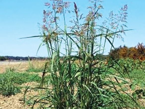 Johnsongrass plant with long stems and tall plumes