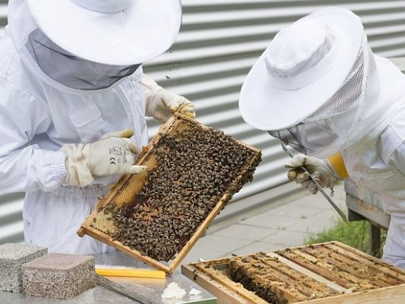 Beekeepers inspecting a hive.