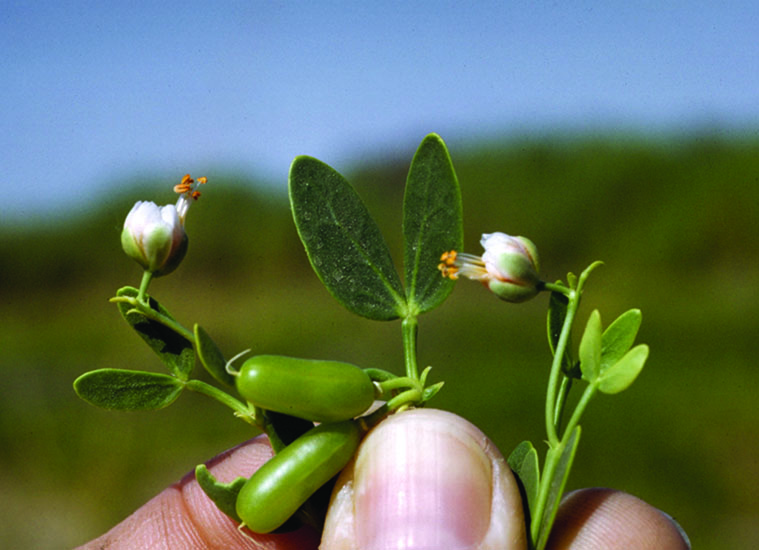 Syrian beancaper plant showing small flowers and distinctive oblong seed pods.