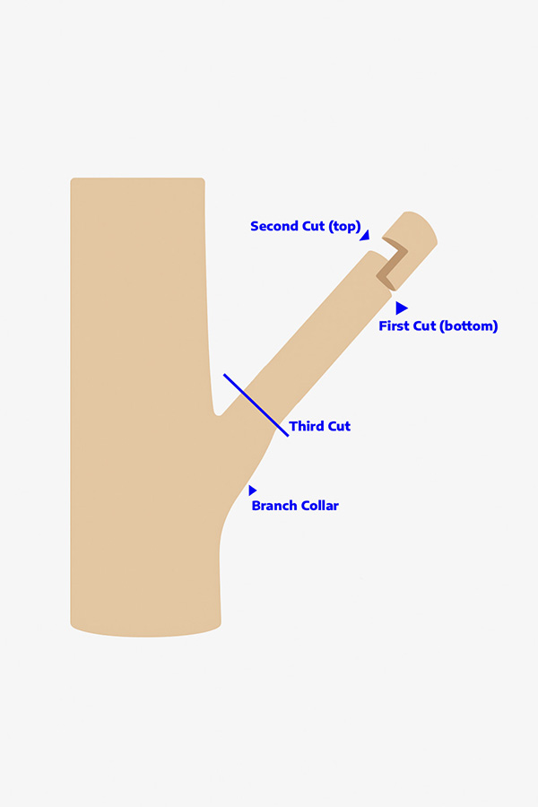 close up of a red tomato