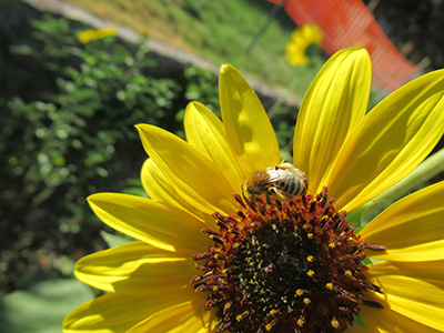 a yellow flowers with a bee