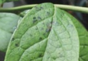 Small lesions on Vaccinium leaf infected by P. ramorum.