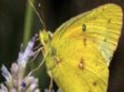 An Orange Sulphur butterfly feeding on a purple flower stem. The small butterfly is a deep yellow with some brown markings.