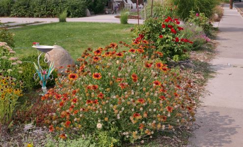 La Gaillardia, con una variedad de otras plantas perennes en una franja filtrante.