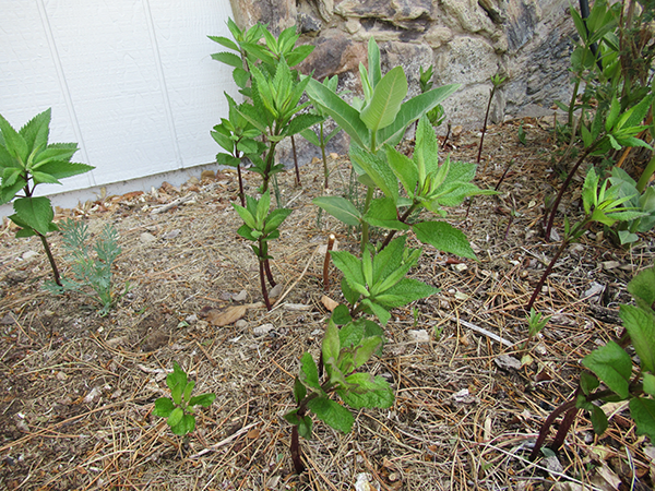 green plants growing up from mulch