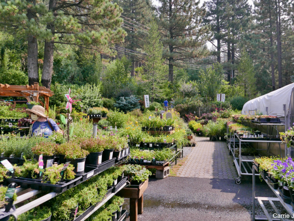 Shoppers in a plant nursery