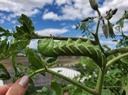 Una oruga en una planta tomate