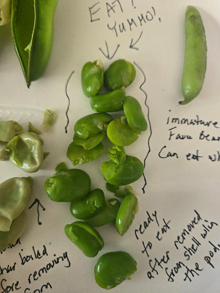 close up of green beans