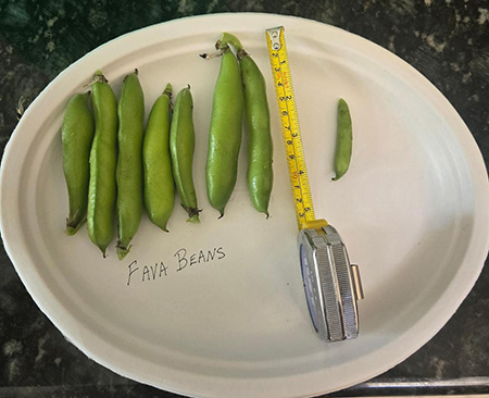bean pods on a plate next to measuring tape.