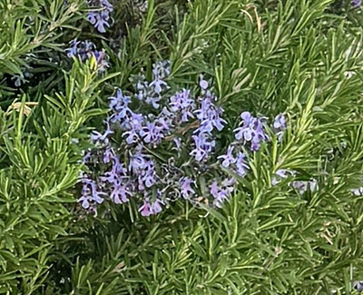 purple flowers and rosemary