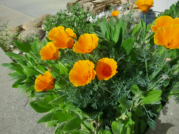 orange poppy flowers.