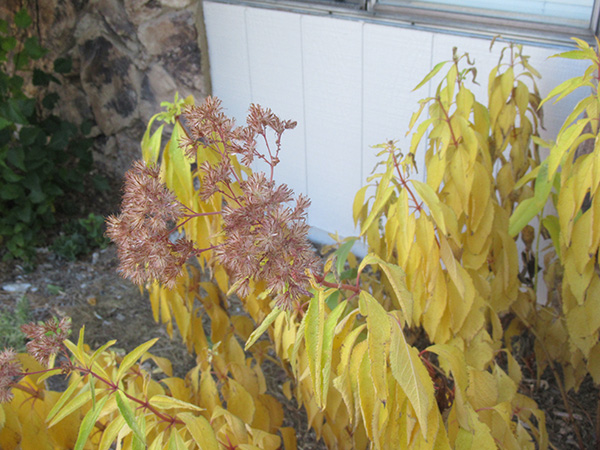 a group of small succulents and a little green toy.