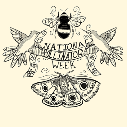 national pollinator week winning poster