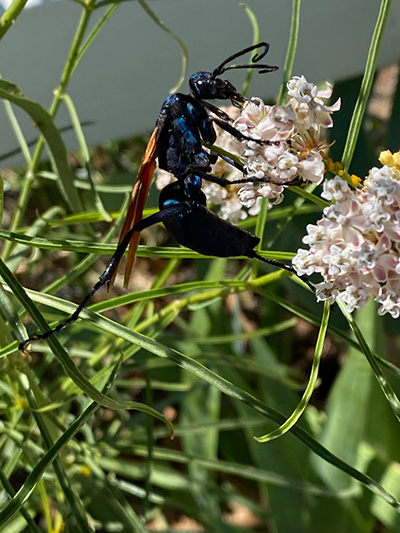 close up of a black insect