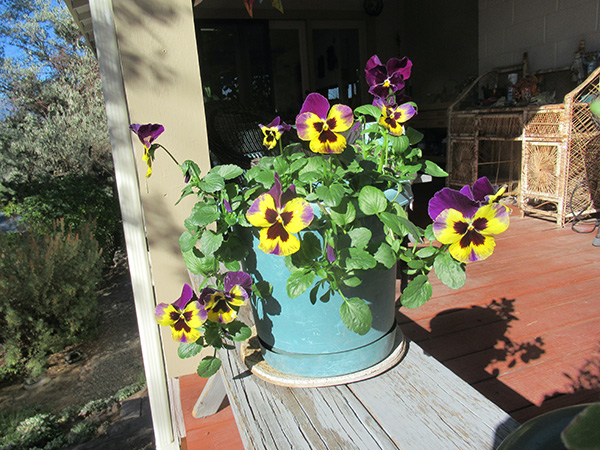 graphic of a yellow dandelion and text that reads I aint dandy lying yorue incredible