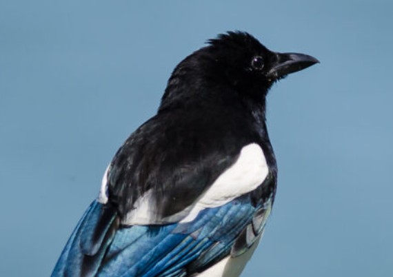 A large, black and white magpie with blue on its wings. The photo is from NDOW website.