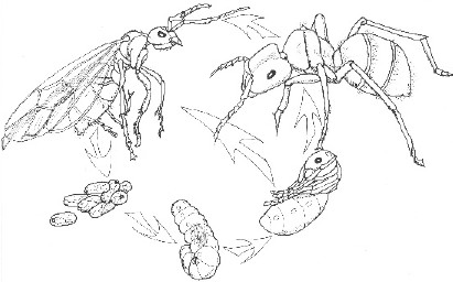 Ilustración del ciclo de vida de una hormiga cosechadora. Ilustración de James Schwarz.