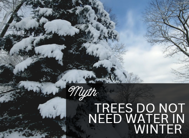 A large snow covered tree