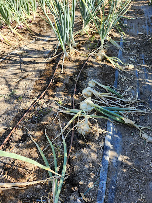 rows of white onions popping out of the dirt.