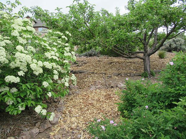 bushes with white flowers and trees outside with mulch on the ground.