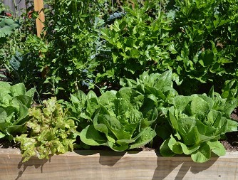 A variety of leafy vegetables