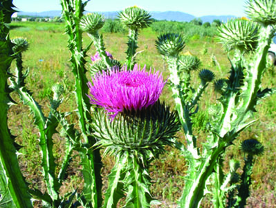 Scotch thistle, a spikey plant with a purple thistle flower at the end of a branch. The thistle has a pitcher shape based.