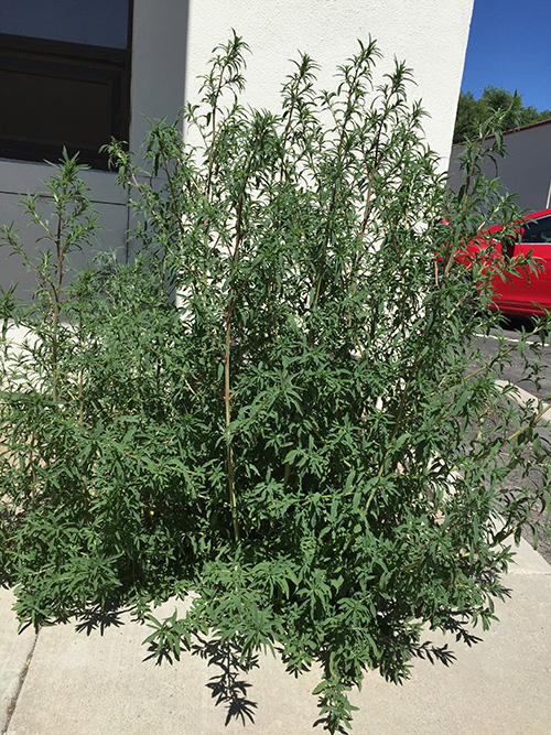 large green bushy plant on the side of a building.