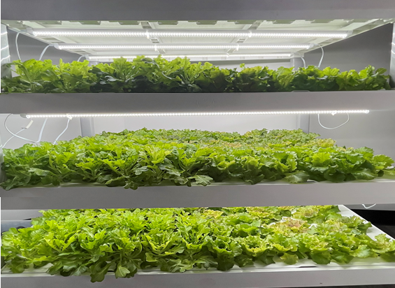 shelves of lettuce growing indoors