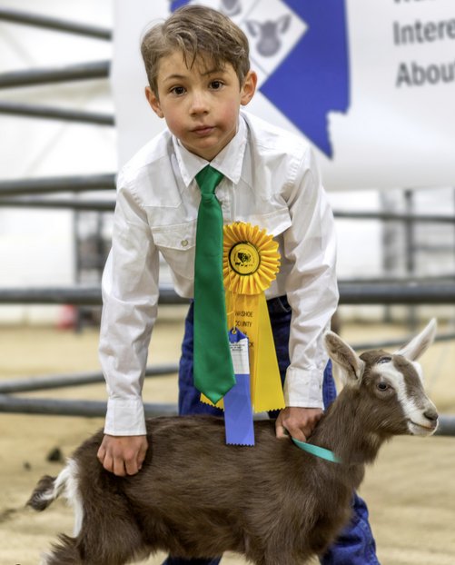 A boy holds a goat