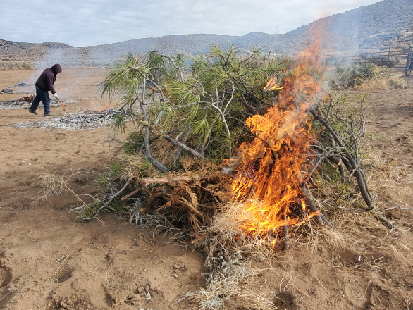 Photo of a pile of branched burning and a person in the background tending to other burning piles