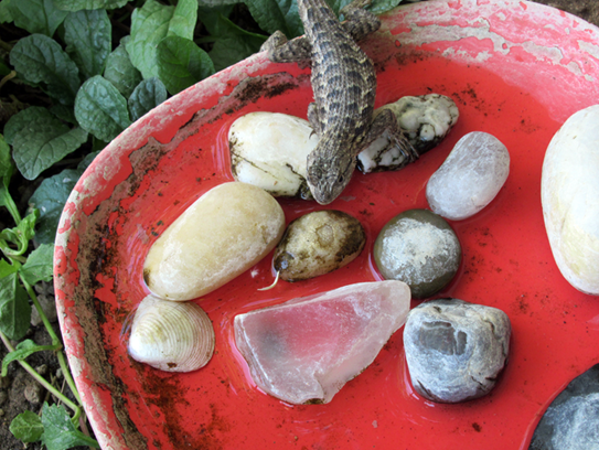 A lizard and some rocks in a red bowl with water.