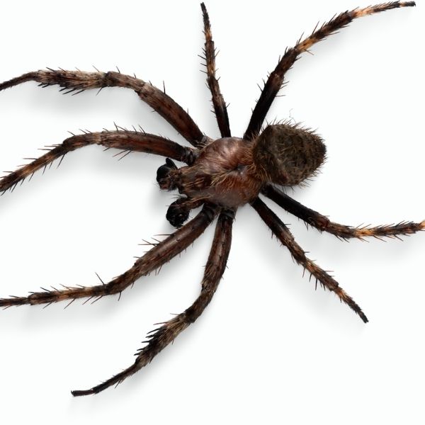 spider
