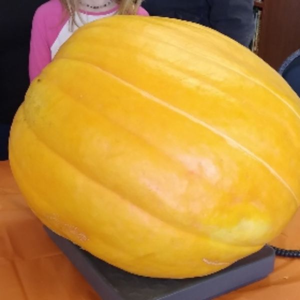 Giant Pumpkin