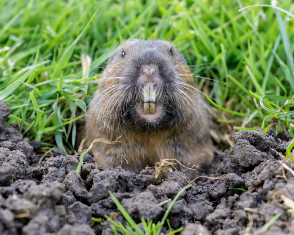 Pocket Gopher