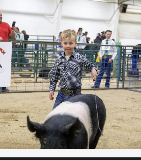 A boy herds a large black and white pig.
