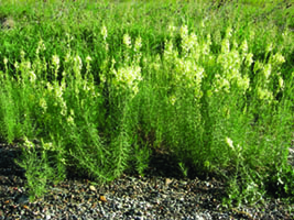 Yellow toadflax growing in clusters, yellow flowered stalks with a snap-dragon like appearance