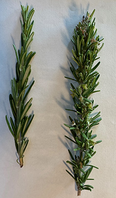close up of rosemary