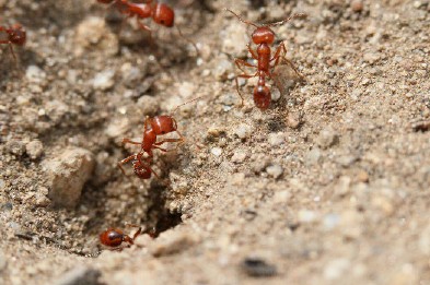 Las hormigas cosechadora en su hábitat natural.