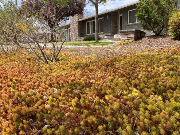 Plantas suculentas que son una alternativa para reemplazar el cesped