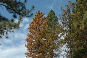 A pine tree showing severe needle blight that needs to be assessed systemically instead of just examining needles. The green arrow indicates that trunk should be examined to see if any insect infestation or canker disease is present ( Nevada Department of Agriculture).