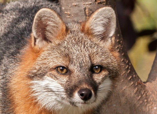 A small gray fox peers from a tree with red and gray mottled fur. Photo from NDOW website