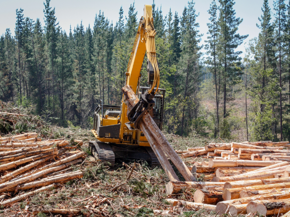 Photo of a piece of heavy equipment with a grabbing arm moving downed trees