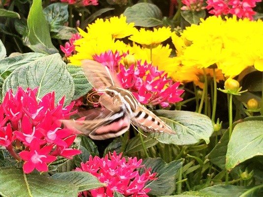 A large brown adult hummingbird moth feeds among brightly colored flowers.