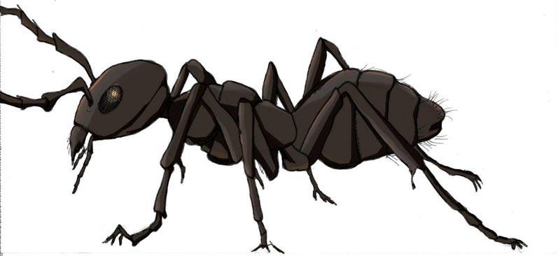 oderous ant illistration