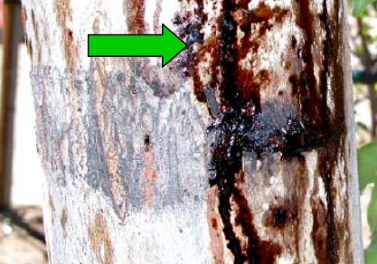 Dark brown bleeding sap seen dripping down the trunk surface of a silver maple tree photo by Nevada Department of Agriculture
