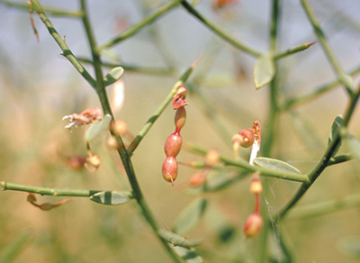 Camelthorn pods, soft green stems with light pink, waxy pods